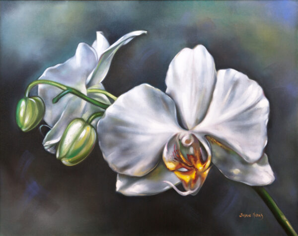 Orchid Season - Giclée print of close-up of a white orchid with delicate petals against a dark, blurred background. Two buds to the left add balance, evoking elegance and tranquility