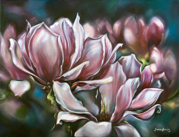 Tulip Magnolias - Giclée print of blooming pink and white magnolia flowers against a blurred, dark blue background, conveying a serene and elegant mood